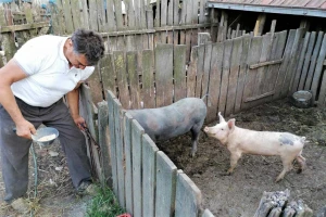 Skuplja svinjetina neće popraviti stanje u stočarstvu - proizvođači na gubitku?