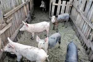 Suzbijena afrička kuga svinja na teritoriji opštine Paraćin