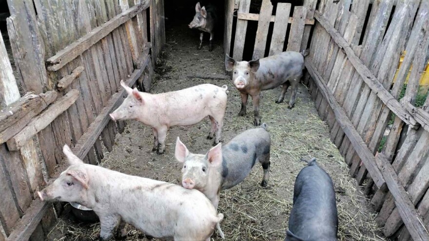 Suzbijena afrička kuga svinja na teritoriji opštine Paraćin