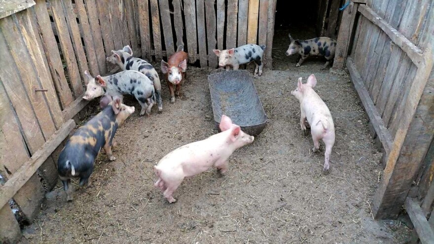 Prethodna decenija u poljoprivredi: Najviše smo uzgajali svinje i žita