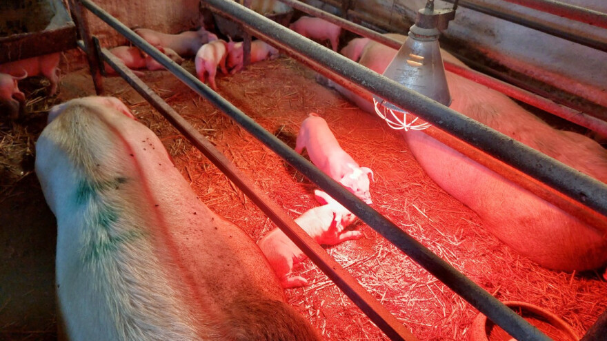 Dosad eutanazirano gotovo 5.000 svinja, sektoru 12,5 milijuna eura pomoći