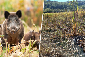 Domaće ubijamo, divlje svinje hranimo? OPG-u Mijatović poharale 1,5 hektar kukuruza