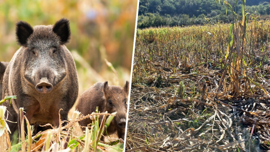 Domaće ubijamo, divlje svinje hranimo? OPG-u Mijatović poharale 1,5 hektar kukuruza