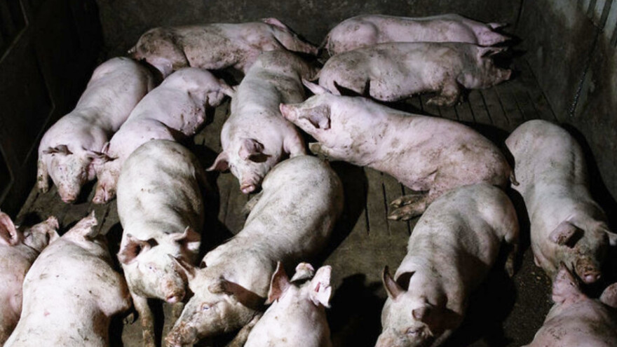 Prijatelji životinja ministrici: Što je s dobrobiti? Svinje su natrpane u kamione, grizu se i tuku