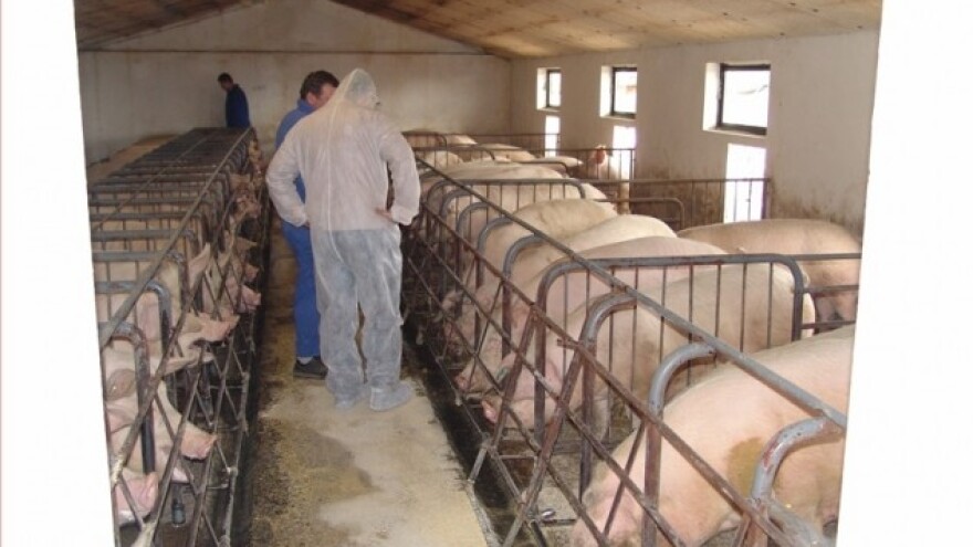 Svinjogojci traže hitan sastanak s ministrom!