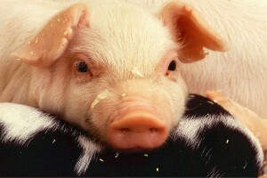 Zbog afričke svinjske kuge u Mađarskoj pojačane biosigurnosne mjere u Hrvatskoj, naložen i odstrel 2.500 grla divljih svinja