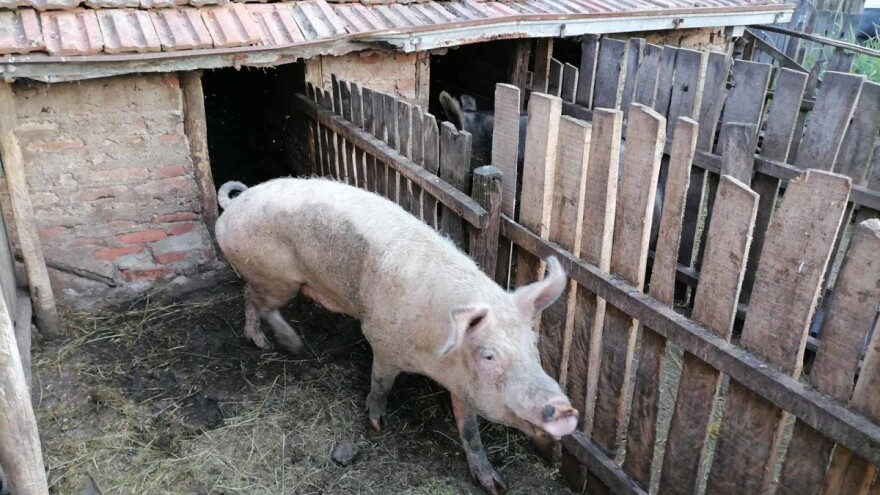 Još jedan slučaj afričke svinjske kuge u Srbiji