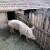 Potvrđeni novi slučajevi afričke svinjske kuge u Hercegovini