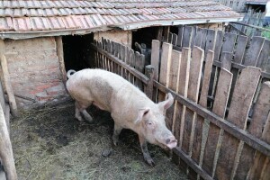 Jesmo li pretjerali s histerijom oko afričke svinjske kuge?