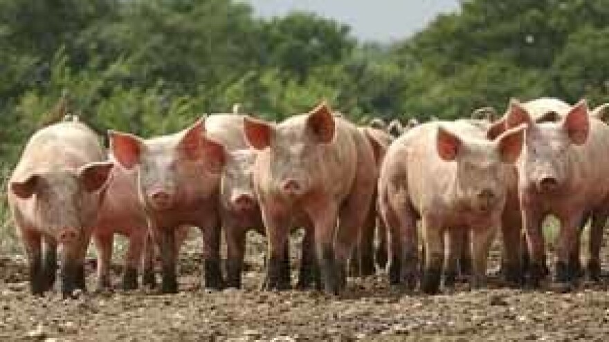 Proizvođači svinja imaju velike razloge za prosvjede
