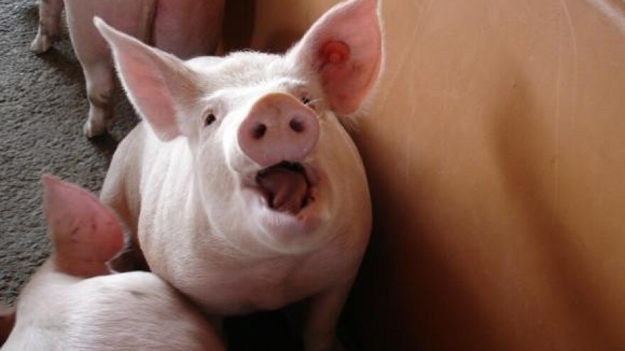 Raste cijena svinjetine