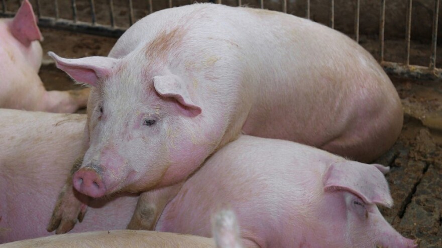 Subvencijama potiču stočare na manji broj krmača - i to zbog emisije dušika?