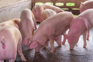 Kina ima ključnu ulogu u diktiranju globalnih cijena svinjetine?