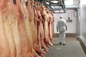 Gradi se najveća europska klaonica svinja