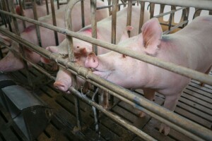 Iako ima uspješnu proizvodnju svinja, razmišlja o prodaji moderne farme
