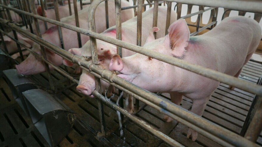 Iako ima uspješnu proizvodnju svinja, razmišlja o prodaji moderne farme