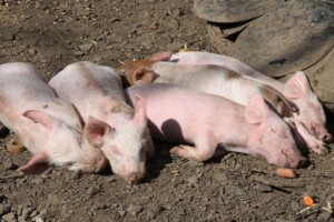 Razoran virus u stočarstvu: Može uzrokovati 100% smrtnost, a lijeka nema