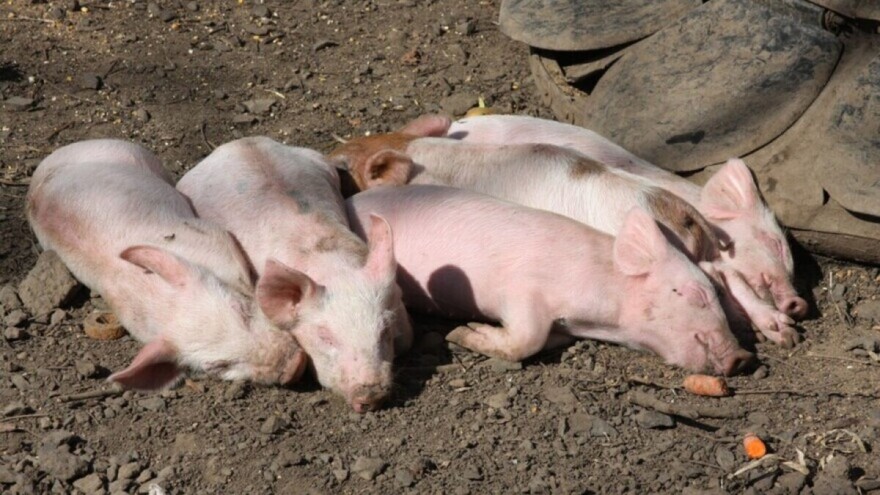 Razoran virus u stočarstvu: Može uzrokovati 100% smrtnost, a lijeka nema