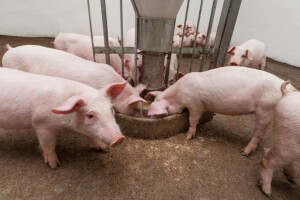 Eutanaziraju svinje jer su fabrike mesa prestale s radom
