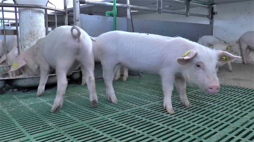 Zašto se prasićima bruse zubi i skidaju repovi?