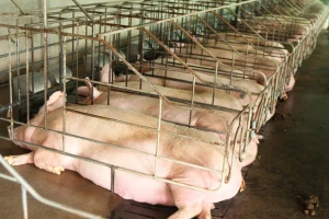 Opet odgođeno glasanje o boksevima za svinje - farmeri strahuju zbog mogućih troškova