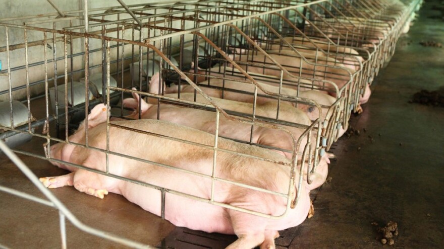 Opet odgođeno glasanje o boksevima za svinje - farmeri strahuju zbog mogućih troškova