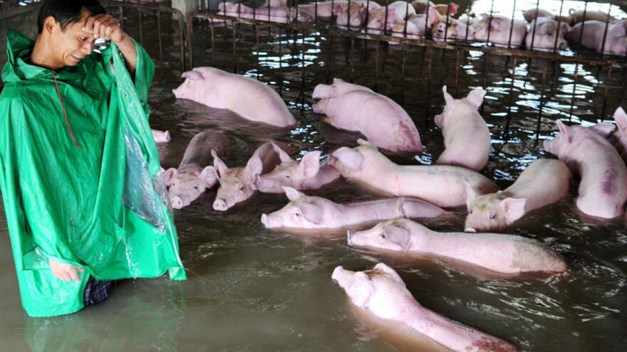 U poplavi se utopilo više miliona svinja, a stradala i polja riže