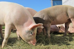 Pregovori stočara i mesoprerađivača nisu dali rezultate, u oktobru novi sastanak ?