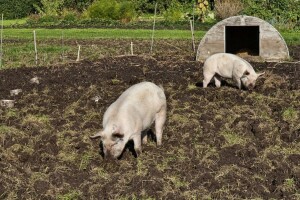EFSA: Srbija je zemlja visokog rizika pojave afričke svinjske kuge, u opasnosti i BiH