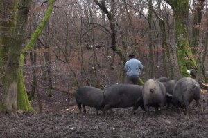 Potpore za Požeško-slavonsku županiju!