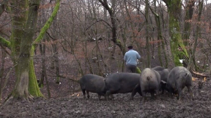 Potpore za Požeško-slavonsku županiju!