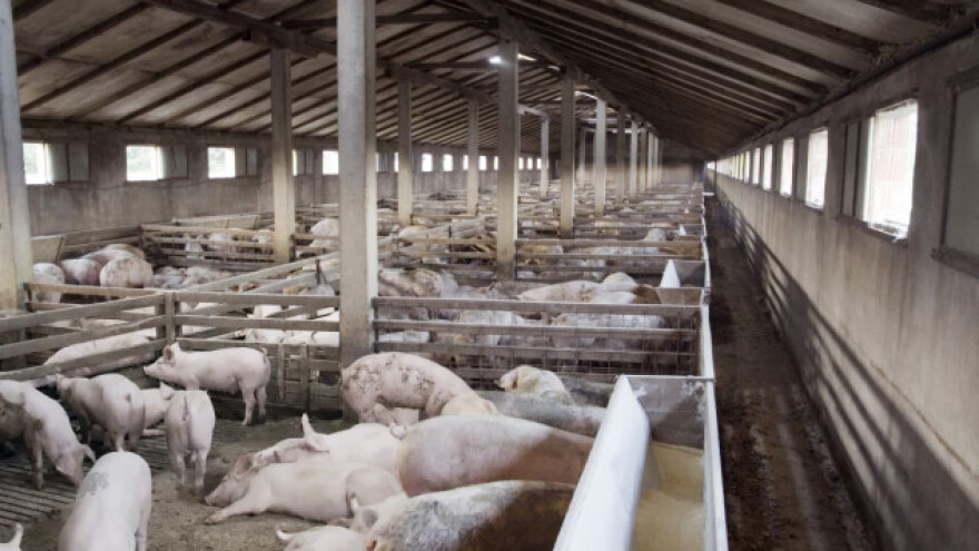 Svinjogojci osnovali proizvođačku organizaciju