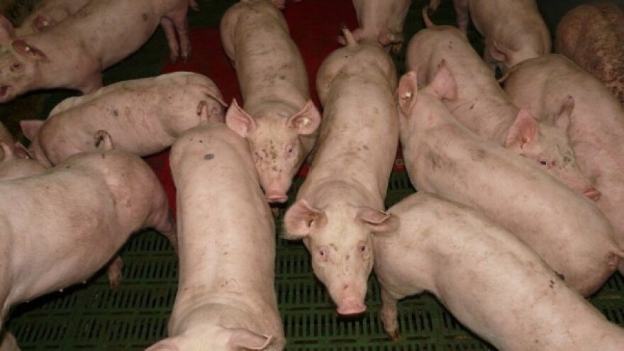 Uvodi li se red u svinjarstvo?