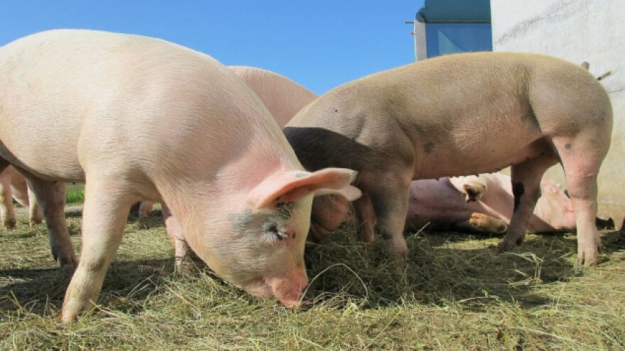 &quot;Tenisova&quot; farma niče u Banatskom Despotovcu?