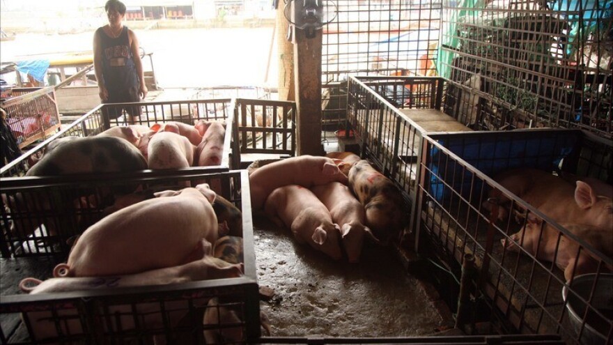 Cijena živih svinja pala na 10,14 kn/kg!