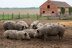 Svinje najjeftinije u Osječko-baranjskoj županiji