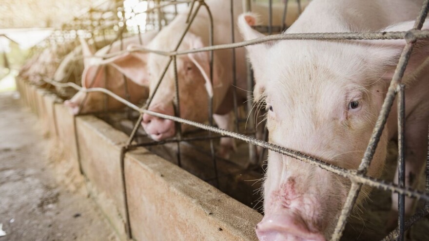 Kina: Uvoz svinjetine u aprilu skočio za 24 posto