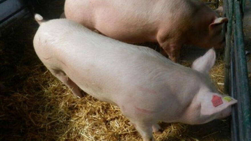 Afrička svinjska kuga izbila i u Slovačkoj, na granici sa Mađarskom