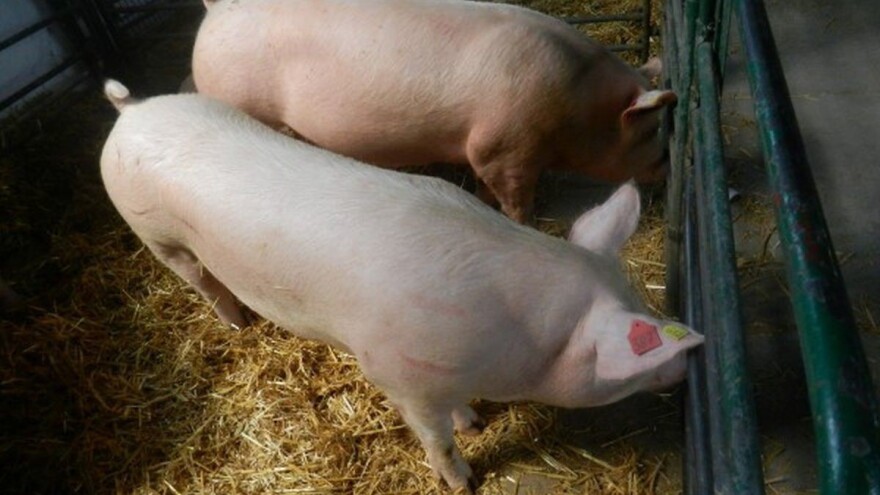 Kako poboljšati domaće svinjogojstvo