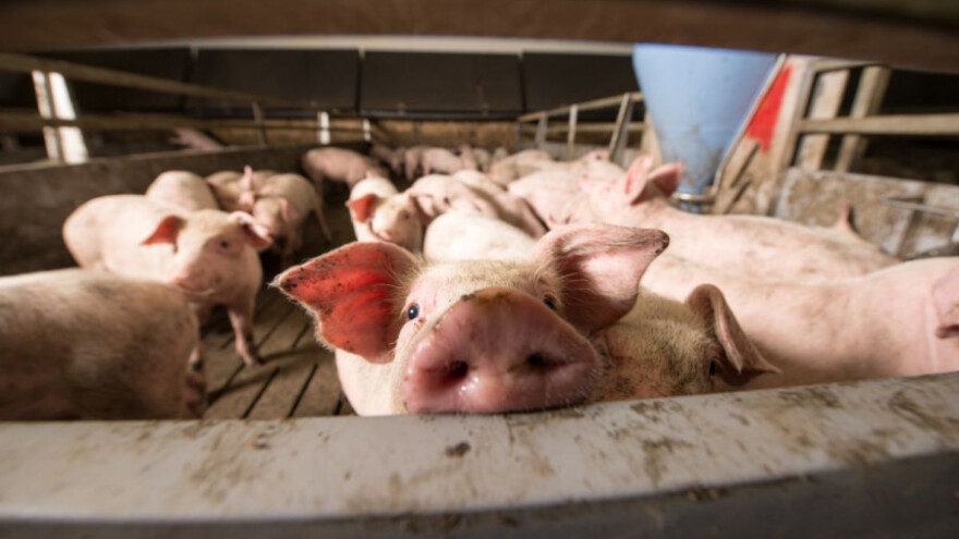 I svinje mogu biti optimisti, ali i pesimisti