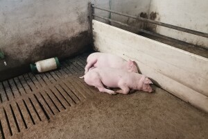 Afrička svinjska kuga na 97 gospodarstava, proizvođačima najavljena obeštećenja
