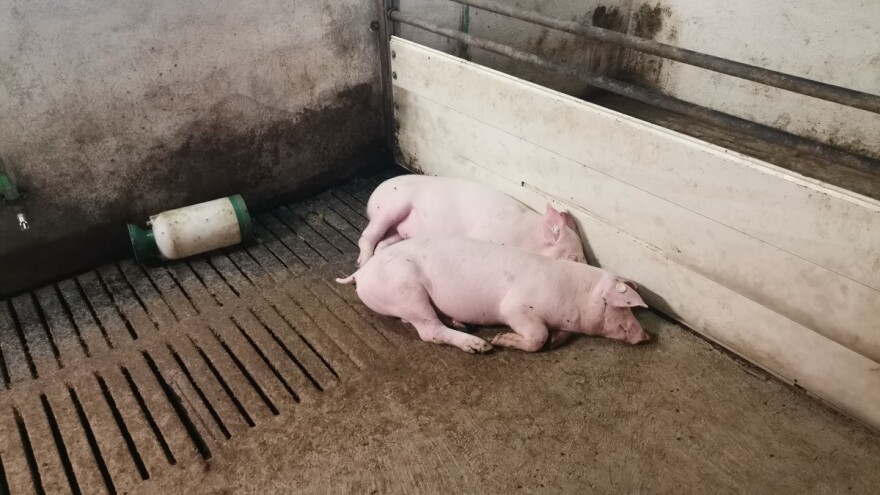 Afrička svinjska kuga na 97 gospodarstava, proizvođačima najavljena obeštećenja