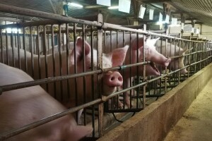 Afrička svinjska kuga potvrđena i u Brodsko-posavskoj županiji