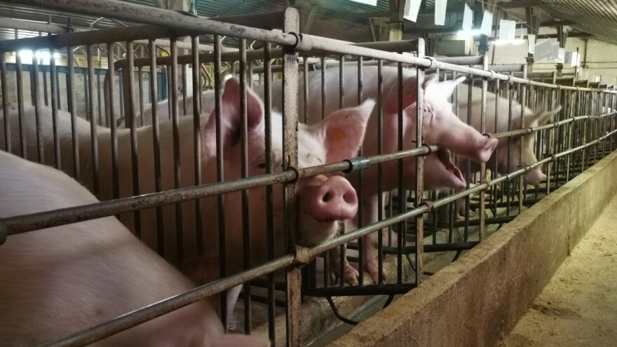 Afrička svinjska kuga potvrđena i u Brodsko-posavskoj županiji