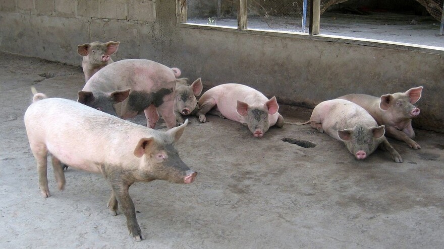 Kako hraniti svinje sopstvenim sirovinama na gazdinstvu?