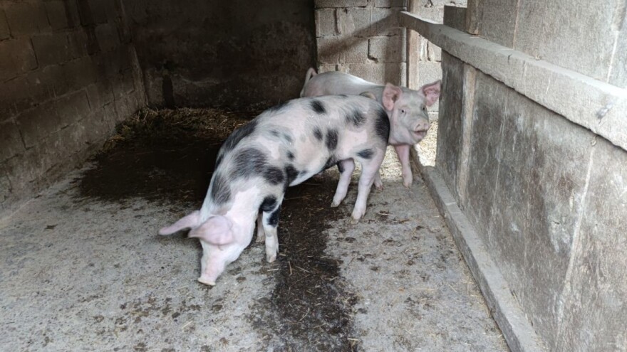 Sektoru svinjogojstva 10 milijuna eura za nadoknadu gubitaka zbog afričke svinjske kuge