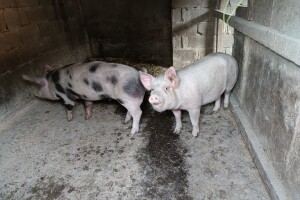 Put klaonica mora još 50.000 svinja iz zona zaraze, zaštite i nadziranja?