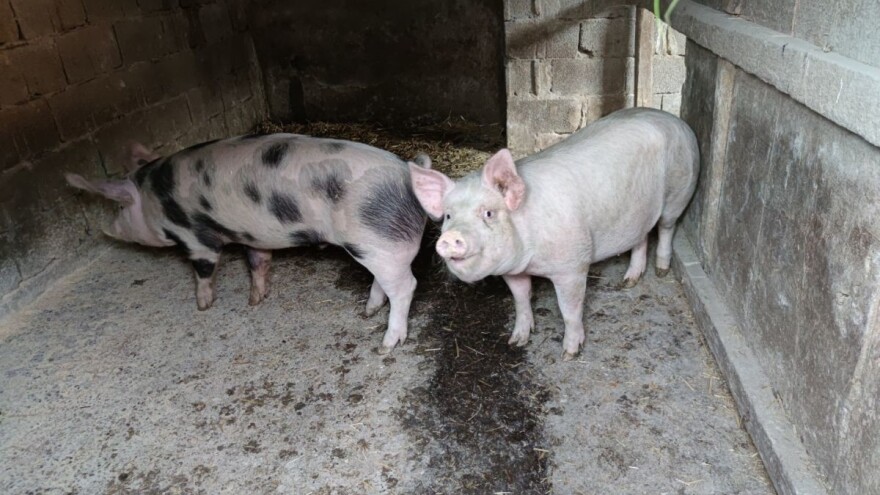 Put klaonica mora još 50.000 svinja iz zona zaraze, zaštite i nadziranja?