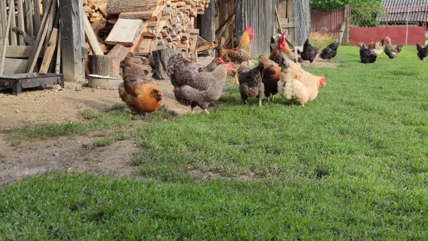 Pojeli smo 80 milijuna jaja! Koliko smo proizveli?