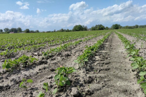 Program sufinanciranja analize sjemena soje na prisutnost GMO u e-savjetovanju